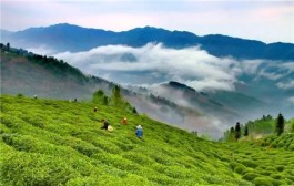 【湖北】竹溪茶旅融合助推精准扶贫