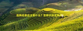 选购花茶应注意什么？怎样识别及购买？