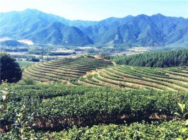 “以茶促旅，以旅兴茶” 茶香引客来茶都