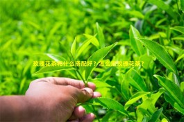 玫瑰花茶和什么搭配好？玫瑰花茶的适宜搭配