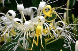 金银花开花季节 金银花的采摘时间