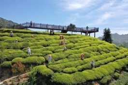 日本茶文化旅游