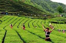 促进茶旅融合发展 提升“江西风景独好”品牌