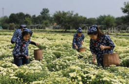 茶旅融合让乡村成为诗与远方