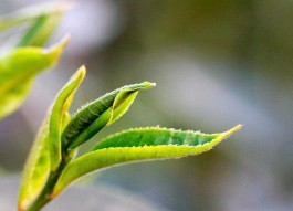 普洱26座古茶山巡礼之老仓福德古茶山