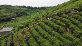 濂溪区：庐山云雾“香天下” 茶旅融合促发展