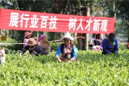 沙河小镇助力勐海县茶旅融合