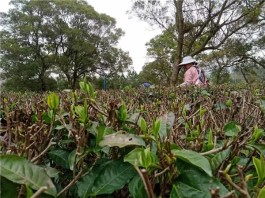 广东上茗轩英德红茶春茶陆续上市 3大好处让你也想尝尝鲜