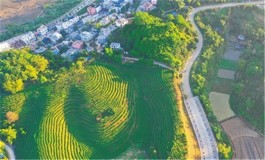 海南五指山大力发展茶产业，积极探索“以茶促旅、以旅带茶”发展模式