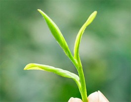 水镜茗芽茶制作工艺流程（水镜茗芽茶品质特征）