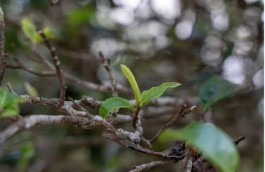 普洱茶的生熟，因何而来？