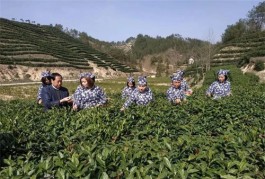 陕西打造茶旅融合新天地