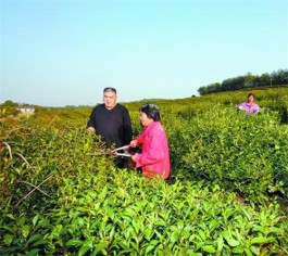 湘乡毛田镇：茶旅融合促振兴