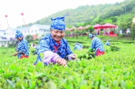 南靖：茶旅文化节举行