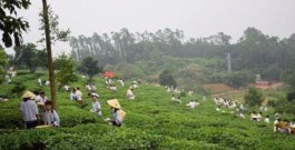 江门这个小镇的乡村游火了，一天来了千人采茶插秧