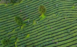 游有机茶园 喝有机锌硒茶 吃有机宴丨凤冈有机康养之旅很“俏市”