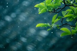 初夏这场雨