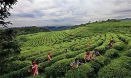 湖北省茶文化旅游线路推荐——十堰·张湾区白马山茶乡