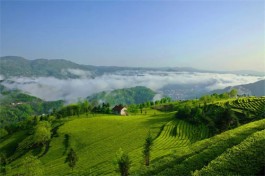 五峰荣获茶旅融合特色县域