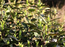 霍山黄大茶工艺流程