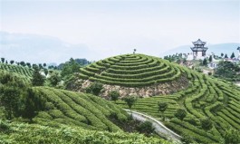 “仡山茶海”农业旅游景区情况介绍