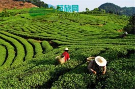 柘荣：茶旅融合乘势而起