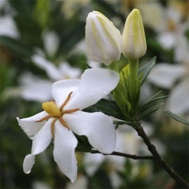 万瓣栀花入茶魂，一壶饮尽桅子香