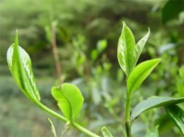 都匀毛尖绿茶是什么茶？大家听说过吗？