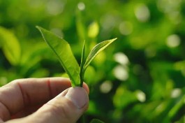 如何延伸茶产业的新亮点？
