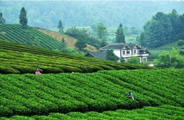 茶旅融合促发展 茶树变成“摇钱树”