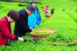 打造茶旅深度融合新典范