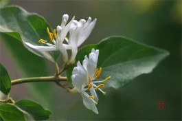 金银花茶的价格 金银花茶的等级特征