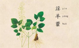 淫羊藿如何泡茶 淫羊藿泡茶的正确方法