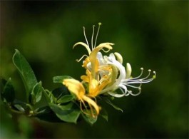 金银花什么品牌好 金银花茶的选购方法