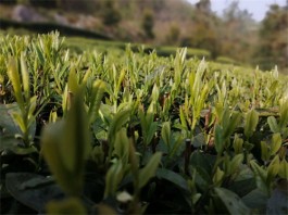 这些年都匀毛尖生产是什么情况？