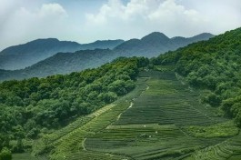 茶旅融合，茶文化+旅游发展模式 ! 