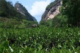 三峡茶旅小镇项目指挥部暨湖北云华乡村文化旅游发展有限公司正式挂牌成立