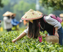 看看这些茶旅特色小镇是如何开创产业新模式的？