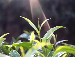 好茶的特征与鉴别方法