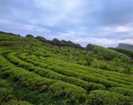 四川剑阁：大力发展茶叶产业 推动茶旅融合发展