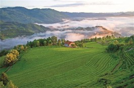 湖北省茶文化旅游线路推荐——宜昌·五峰县青岗岭生态茶园