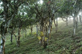 勐库亥公村茶区历史