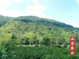 寻茶记：“芳香镇沅”之五一茶