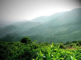 等风等雨，等你喝茶