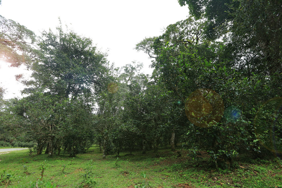 景迈山大平掌古茶林核心区